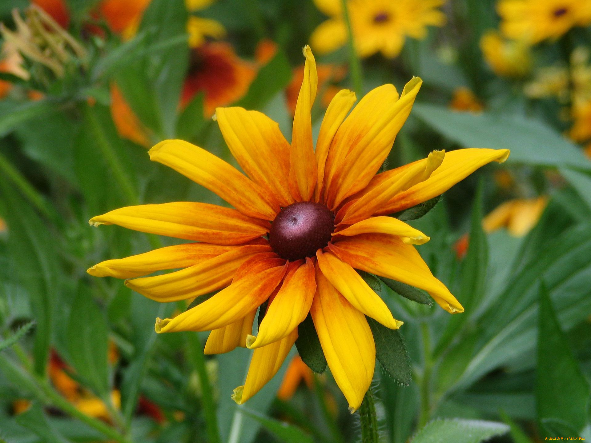 Рудбекия Rudbeckia Flamenco Yellow